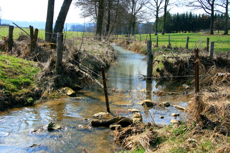 Die noch junge Meuse durchfliet im Oberlauf einige Weideflchen. Hier dient ihr Wasser als kaum versiegene Viehtrnke; 25.03.2012