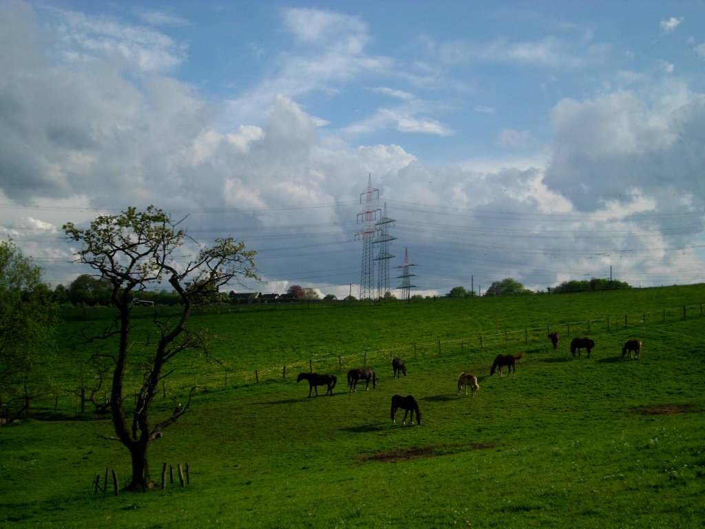 Die Pferde genieen auf einer Wiese in Wuppertal-Linde die Sonne.(9.5.2013)