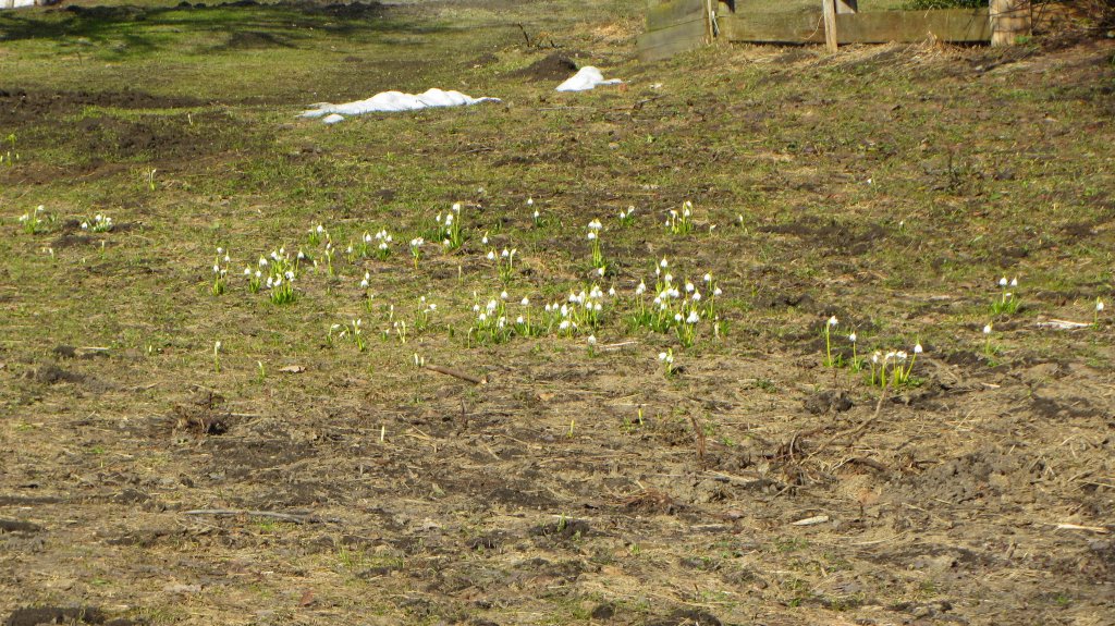 Die Schneeglckchen sind schon da! Auf einer Wiese bei Brixlegg aufgenommen am 9.3.2012.