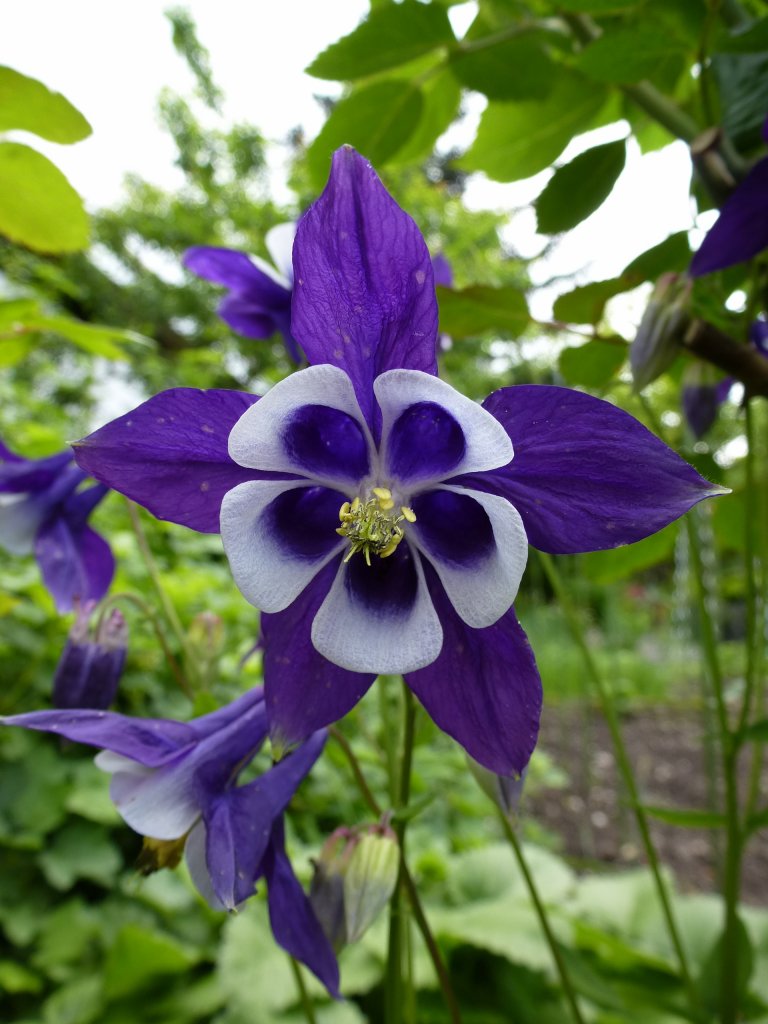 die schne Blte der Akelei, die Blume sieht man in vielen Farben in unseren Grten, Mai 2013