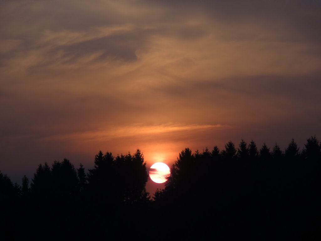 Die Sonne schaute genau zwischen den Bumen hindurch (Wilwerwiltz 26.04.2011)