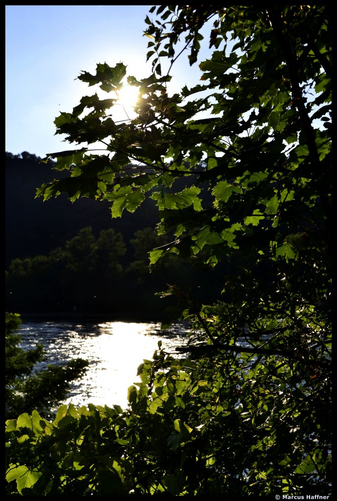 Die Sonne scheint durch die Bltter. Aufgenommen am 11. August 2012 im Mittelrheintal.