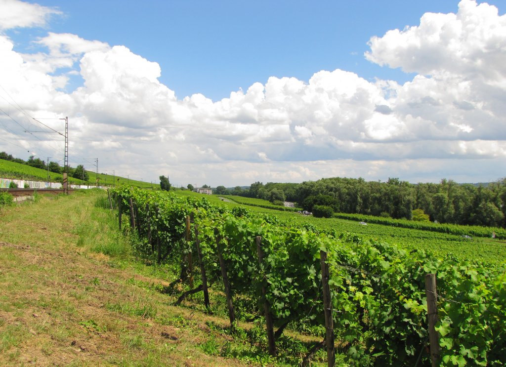 Die Weinberge bei Hattenheim im Rheingau; 07.07.2012