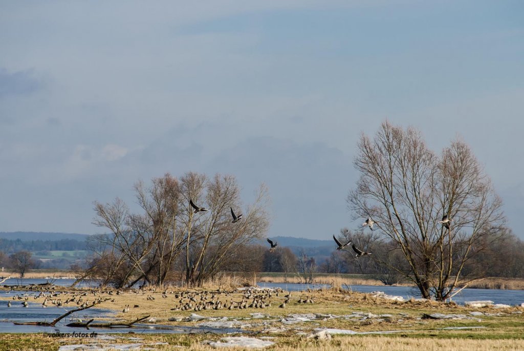 Die Wildgnse kommen. Hier im Feb. 2013 an der Oder bei Hohensaaten.