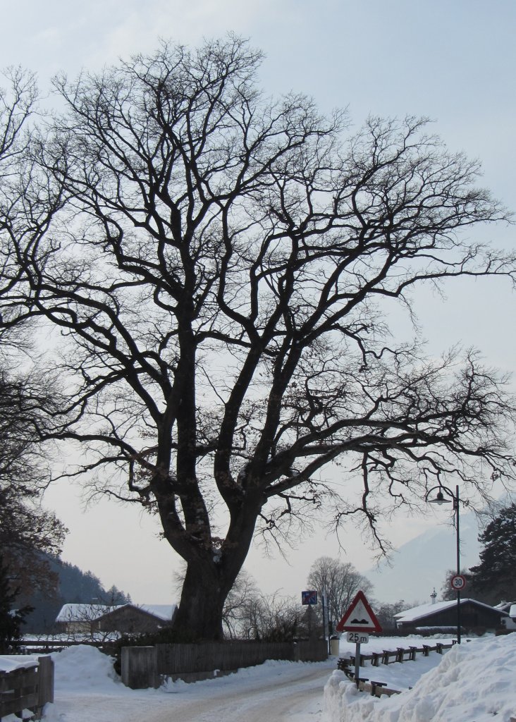 Diese alte Eiche im Brixlegger Matzen Park steht unter Naturschutz.(4.2.2012)