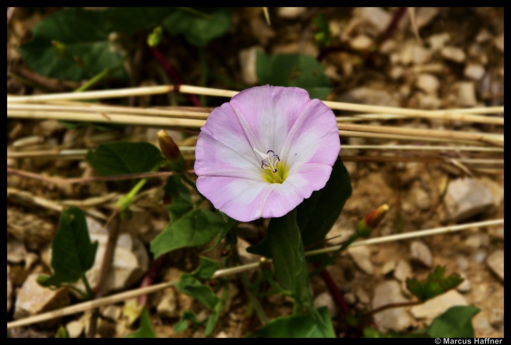 Diese Blume war am Rand eines Feldweges bei Treuchtlingen zu sehn. Vielleicht weis jemand welche Blume das genau ist? (16. Juni 2012)