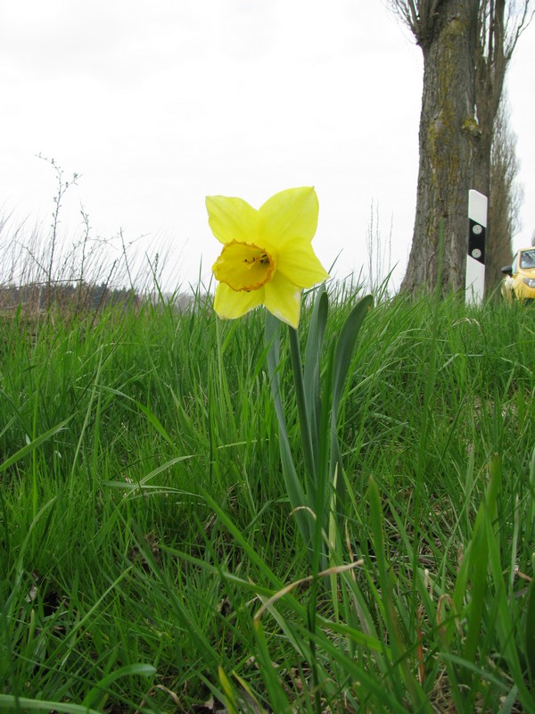 Diese Osterglocke sah ich an der Strae L 012, vor Kselow (NWM), 16.04.2011