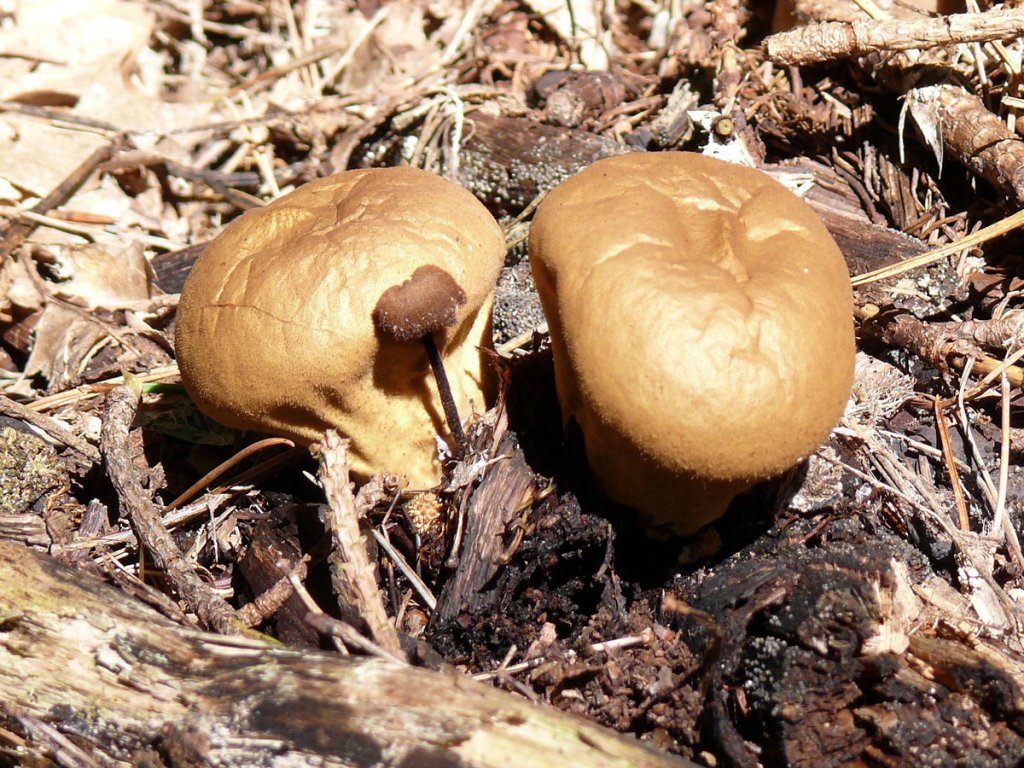 Diese Pilze drften Bofiste sein - oder?; 06.09.2010
