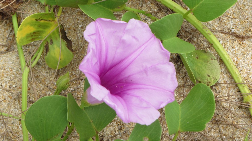 Diese rosarote Blte steht am Strand von Phuket. Die Aufnahme entstand am 1.1.2012.