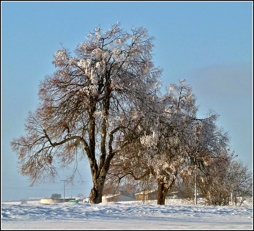 Diese schönen alten Bäume stehen in Heiderscheid. 02.01.2011 (Jeanny)