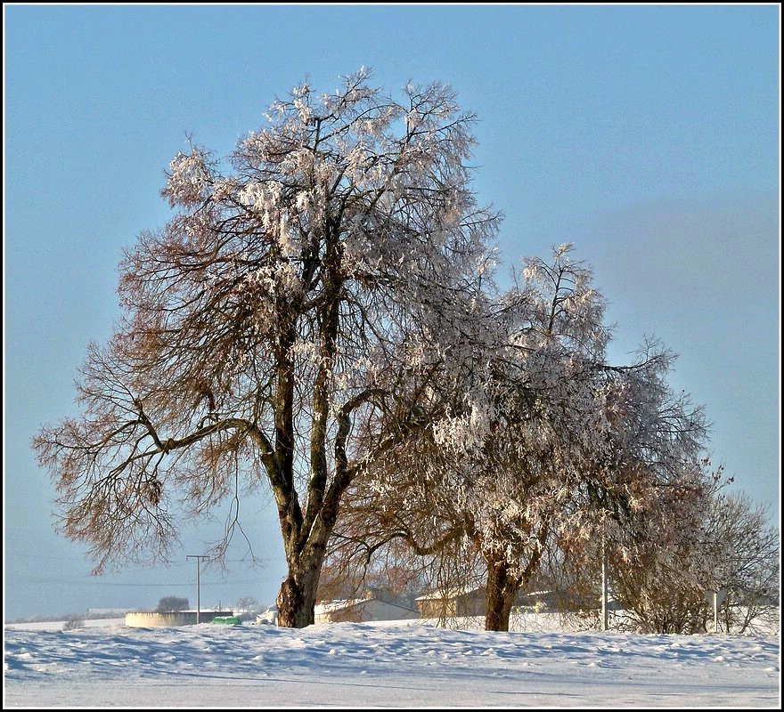 Diese schnen alten Bume stehen in Heiderscheid. 02.01.2011 (Jeanny)