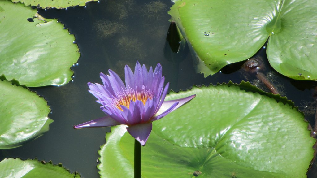 Diese Wasserblume (Art von Seerose) konnte ich am 30.12.2011 in einer Hotelanlage in Phuket festhalten.