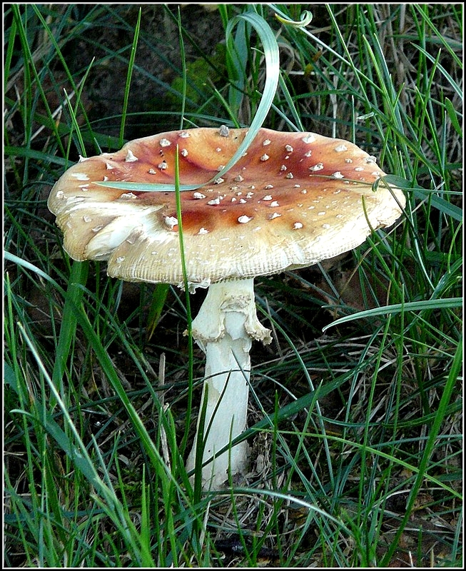 Diesen Fliegenpilz habe ich bei einem Spaziergang am 18.09.2010 aufgenommen (Jeanny)