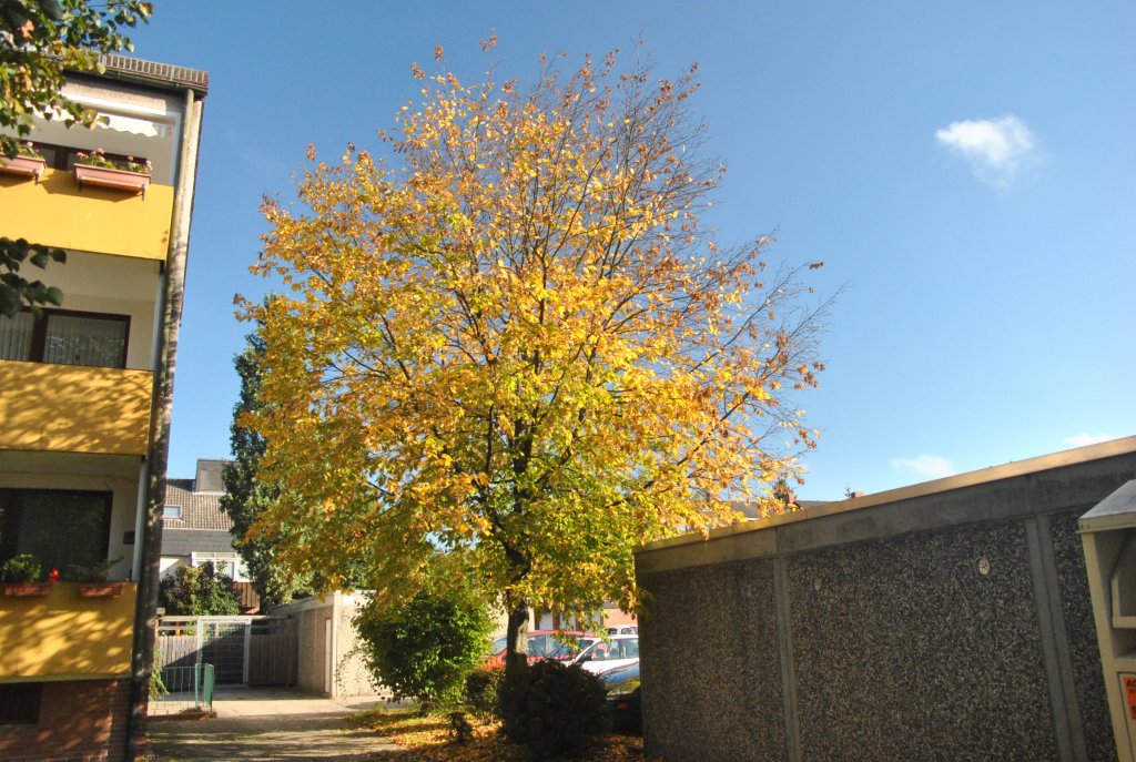 Dieser Baum hat schon bunte Bltter. Foto vom 30. September 10.