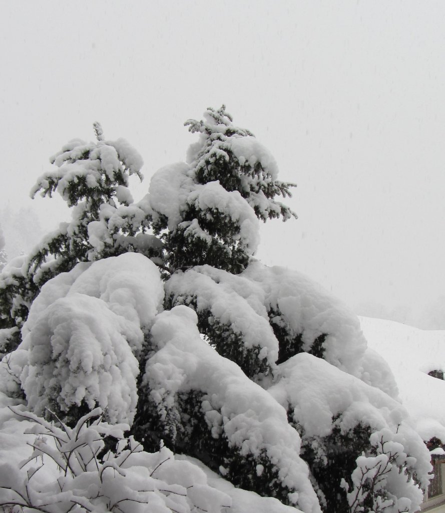 Dieser Eibenbaum ist dick verschneit. Die Aufnahme wurde am 21.1.2012 in Brixlegg gemacht!