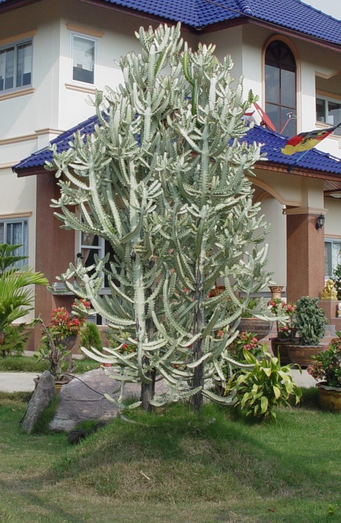 Dieser Kaktus, es handelt sich hier um 3 Kakteen, steht bei mir imGarten und ist derzeit ber 2 Meter hoch. Fotografiert am 14.05.2010