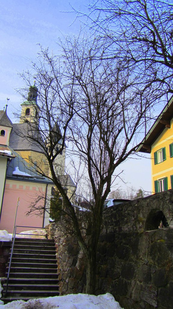 Dieser mir unbekannte Baum in Kitzbhel freut sich hchstwahrscheinlich schon sehr auf den Frhling.(4.3.2012)