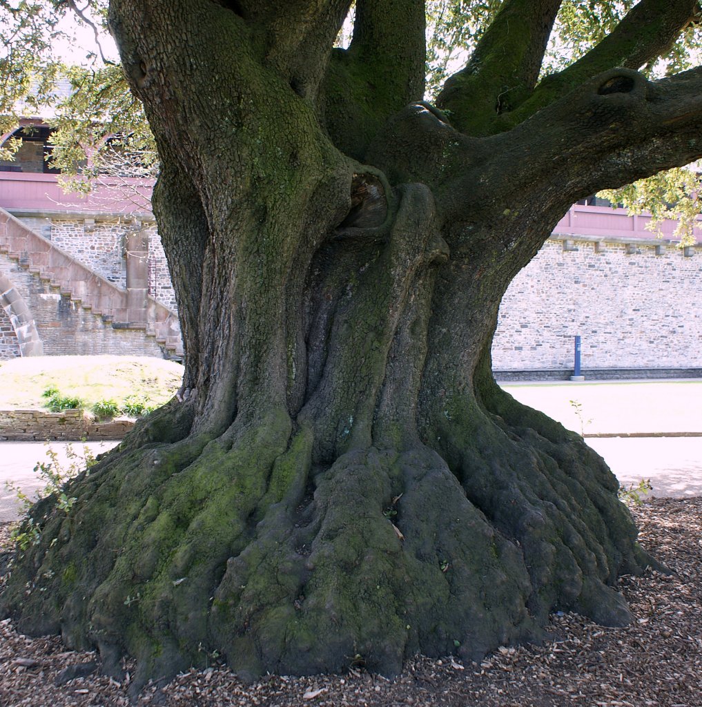 Dieser sehr alte Baum ist im Innenhof von Cardiff Castle zu besichtigen. 
(20.04.2010)