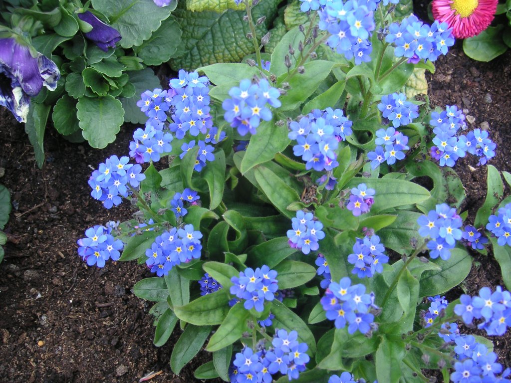 Dieses Foto zeigt die Frhlingsblumen der Stadt Saarbrcken. Das Foto habe ich am 16.04.2010 in Saarbrcken aufgenommen.
















