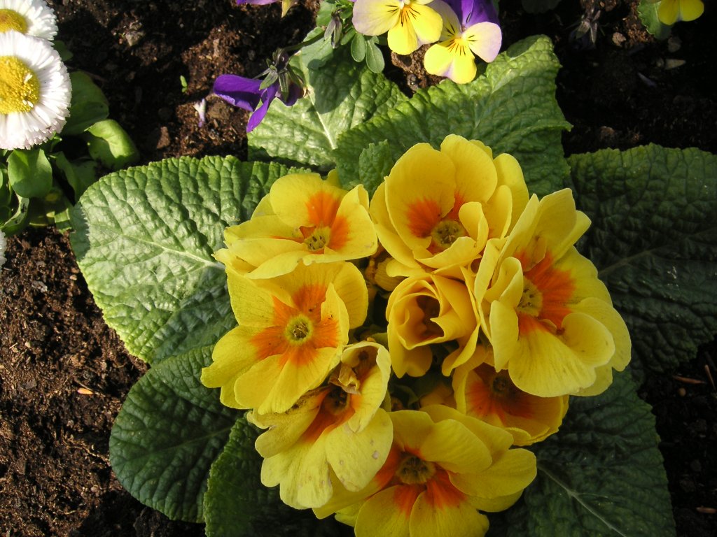 






Dieses Foto zeigt die Frhlingsblumen der Stadt Saarbrcken. Das Foto habe ich am 16.04.2010 in Saarbrcken aufgenommen.

















