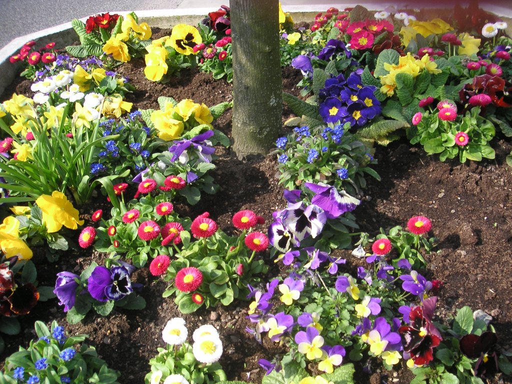 Dieses Foto zeigt die Frhlingsblumen der Stadt Saarbrcken. Das Foto habe ich am 16.04.2010 in Saarbrcken aufgenommen.

























