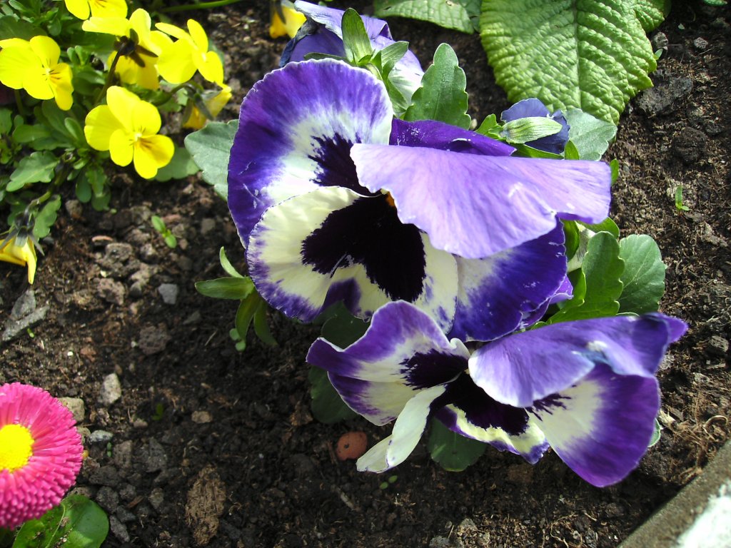 Dieses Foto zeigt die Frhlingsblumen der Stadt Saarbrcken. Das Foto habe ich am 16.04.2010 in Saarbrcken aufgenommen.
























