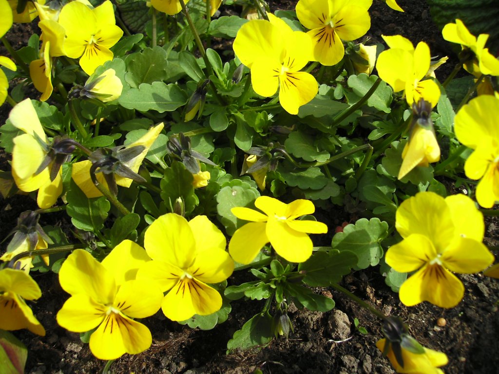 Dieses Foto zeigt die Frhlingsblumen der Stadt Saarbrcken. Das Foto habe ich am 16.04.2010 in Saarbrcken aufgenommen.























