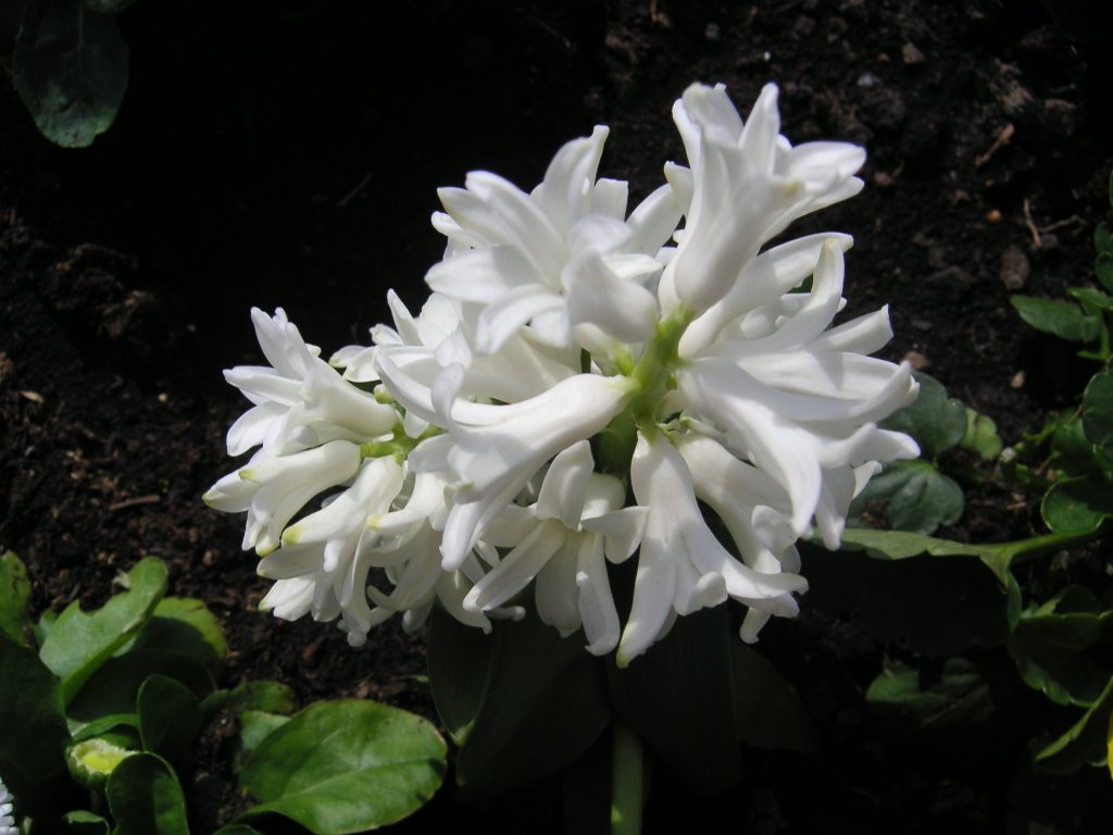 



Dieses Foto zeigt die Frhlingsblumen der Stadt Saarbrcken. Das Foto habe ich am 16.04.2010 in Saarbrcken aufgenommen.

















