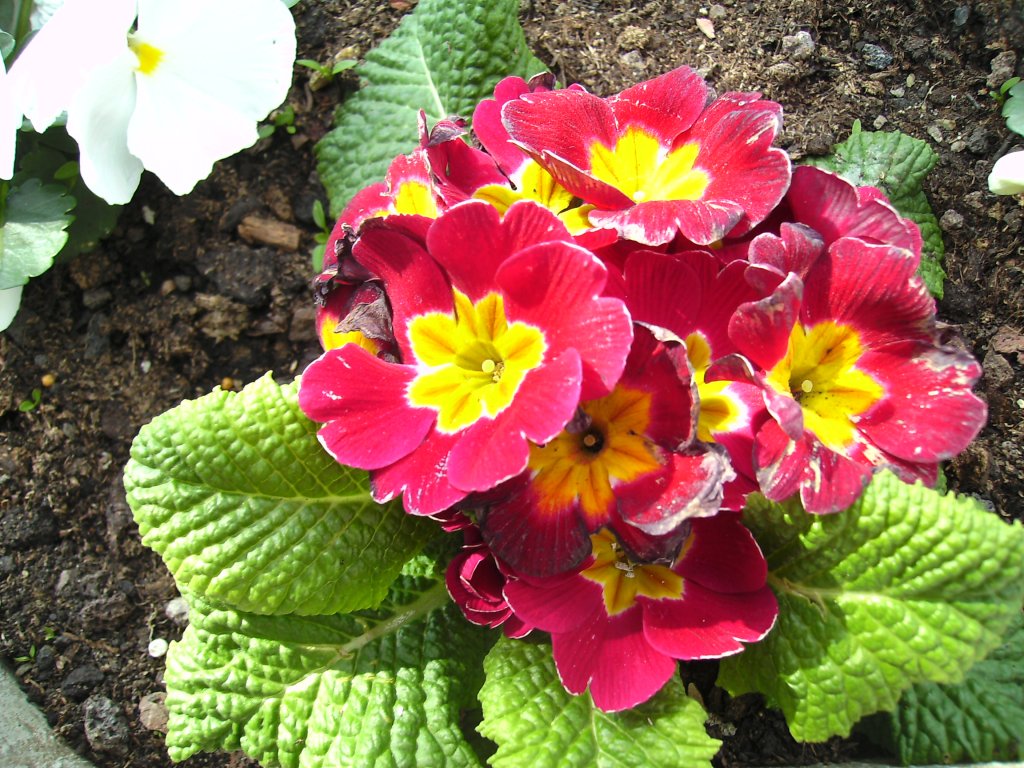 Dieses Foto zeigt die Frhlingsblumen der Stadt Saarbrcken. Das Foto habe ich am 16.04.2010 in Saarbrcken aufgenommen. 






















