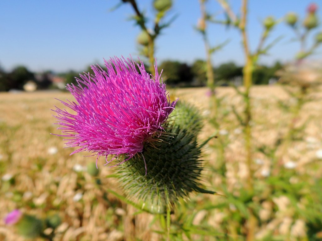 Distelblte am Rand eines Weizenfeldes; 130727