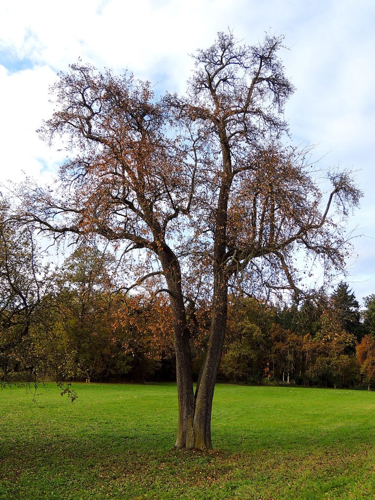 Doppelstmmiger Birnbaum trennt sich allmhlich von seinem Laub; 121101
