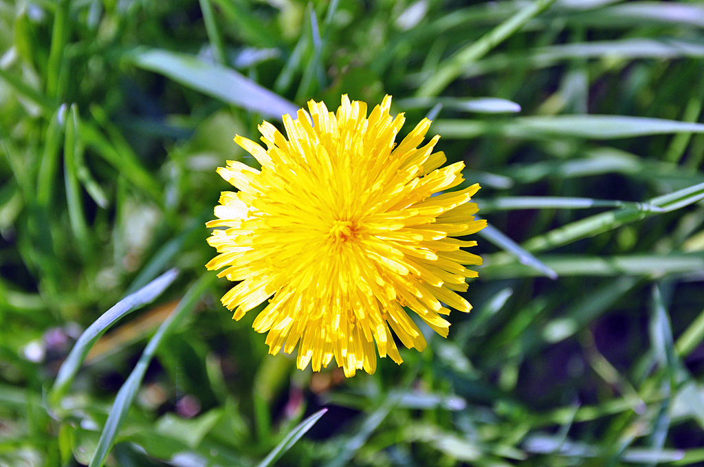 Dotterblume in voller Pracht - Brhl 15.04.2011