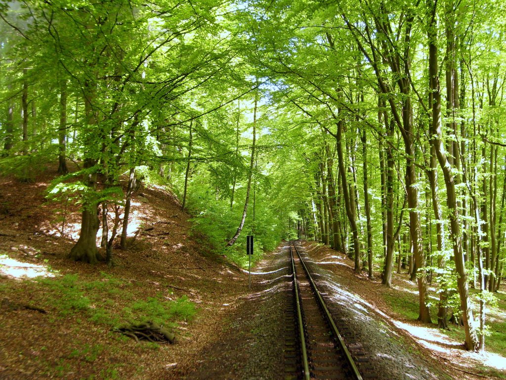Durch das Waldgebiet Granitz auf der Insel Rügen führt die Bahnstrecke der Rügenschen Bäderbahn , Aufnahme vom 12.5.2012
