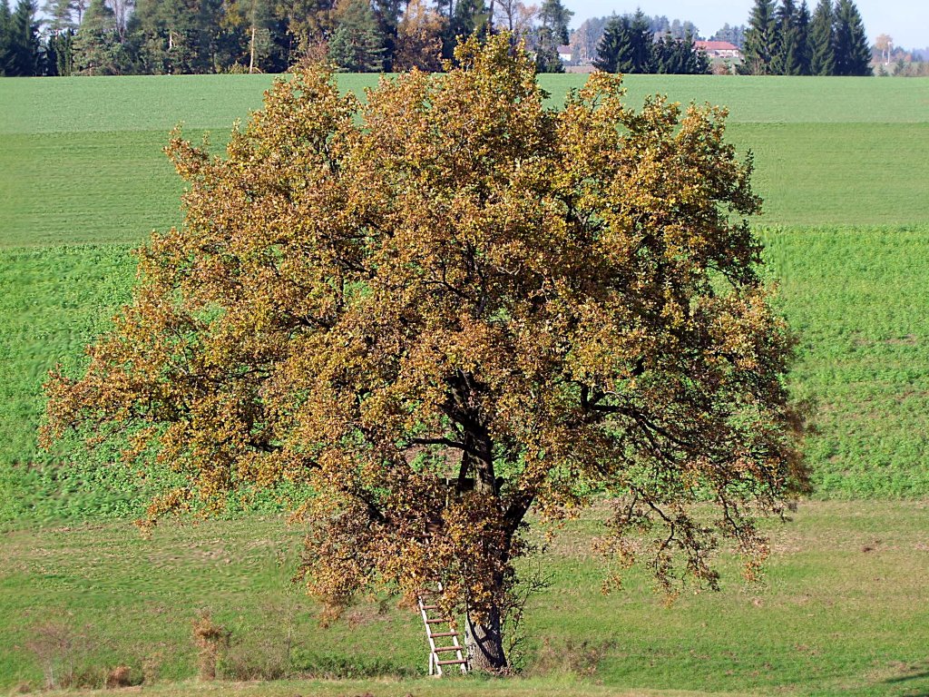 Eiche mit Holzleiter in herbstlicher Landschaft;101027