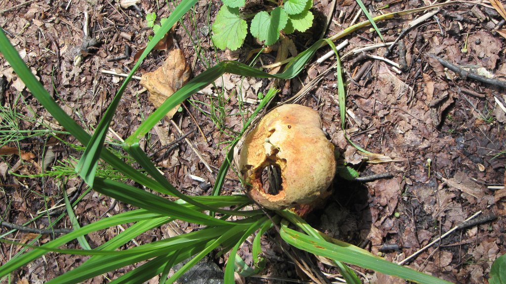 Ein angefressener Pilz am Waldboden am 22.7.2012 in Brixlegg.