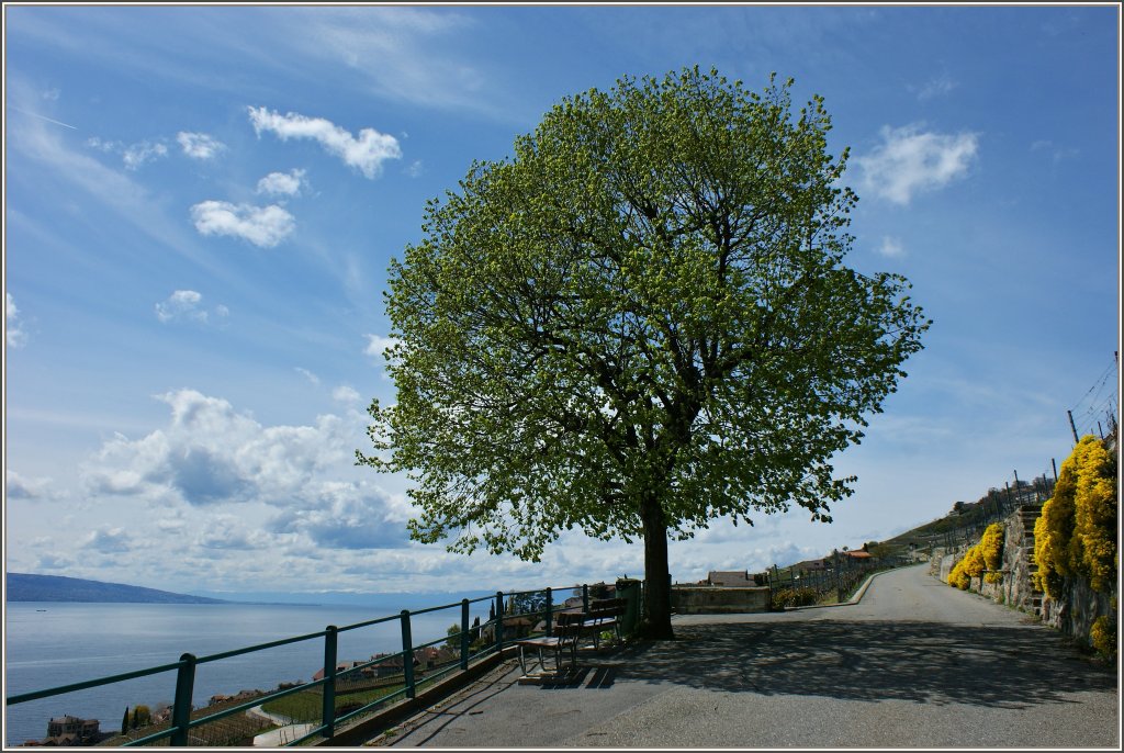 Ein Aussichtspunkt im Lavaux ldt zum Verweilen ein.
(2304.2012)