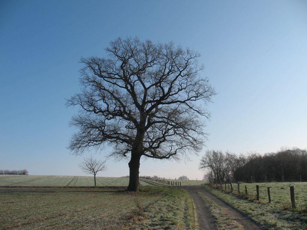 Ein Baum in der Coesfelder Bauernschaft Skerhook whrend eines kaltem Wintermorgen. 28.11.2010