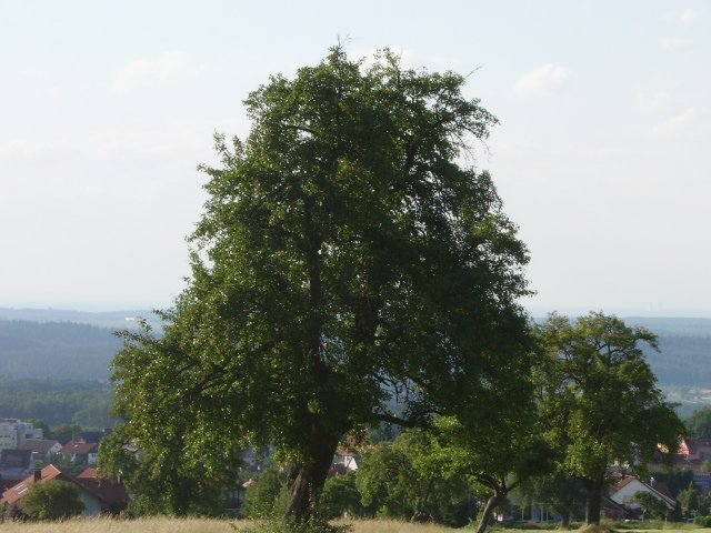 Ein Baum in der Nähe von Karlsruhe auf einem Segelflugplatz.
