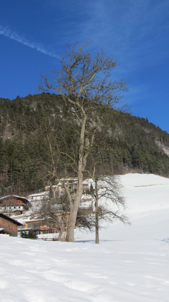 Ein Birnenbaum bei Brixlegg am 24.2.2012.