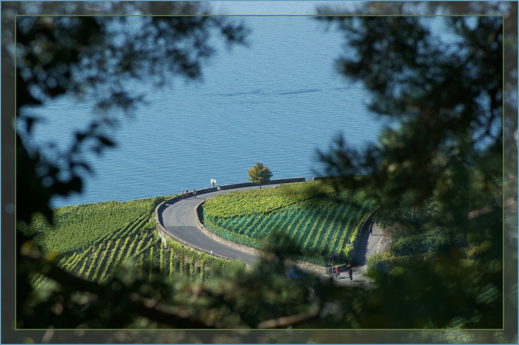 Ein Durchblick schafft Ausblick...
Im Lavaux, 3. Okt. 2010