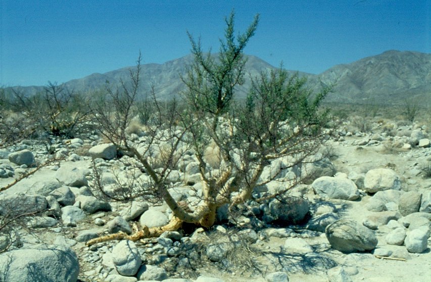 Ein  Elephant Tree , den es nur hier im Anza Borrego Desert State Park und am Fu der Santa Rosa Mountains gibt. (Juli 1997)