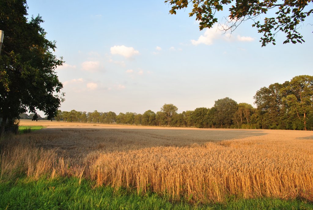 Ein Feld bei Rahmhorst zwischen Lehrte und Evern am 21.08.2010.