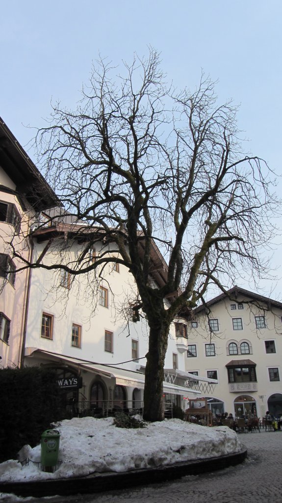 Ein groer Kastanienbaum in Kitzbhel am 4.3.2012.