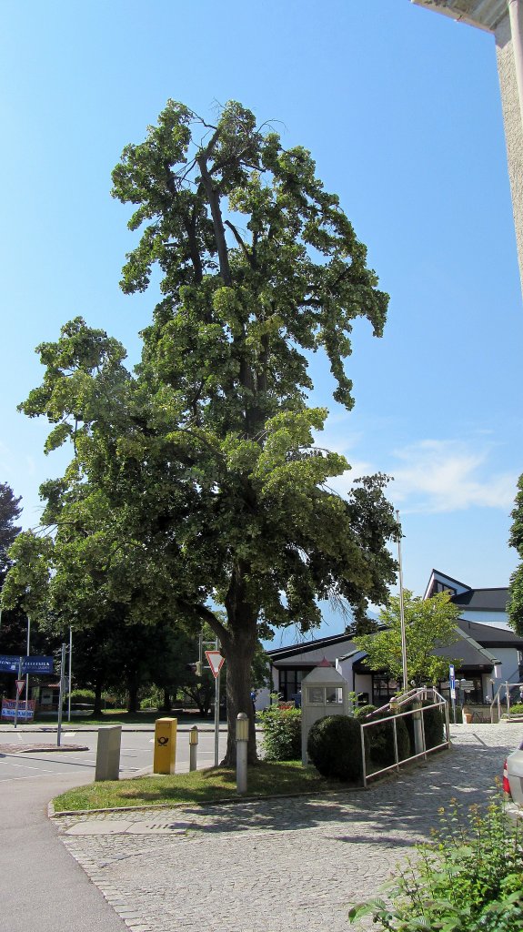 Ein großer Lindenbaum im Zentrum Murnaus.(24.7.2012)