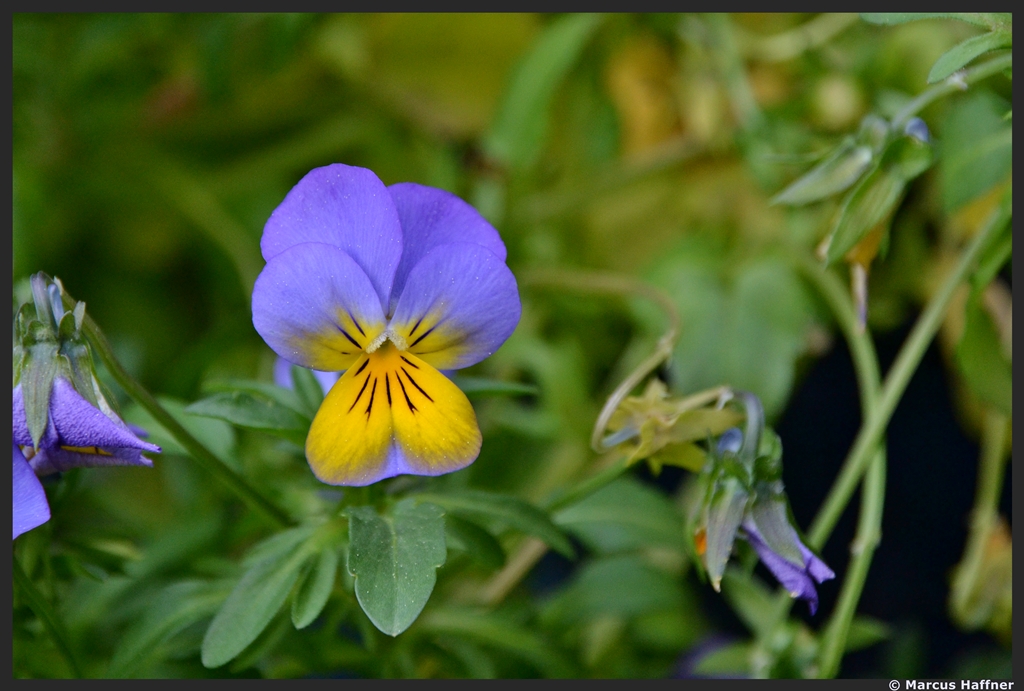 Ein Hornveilchen im Garten, fotografiert am 11. Mai 2013