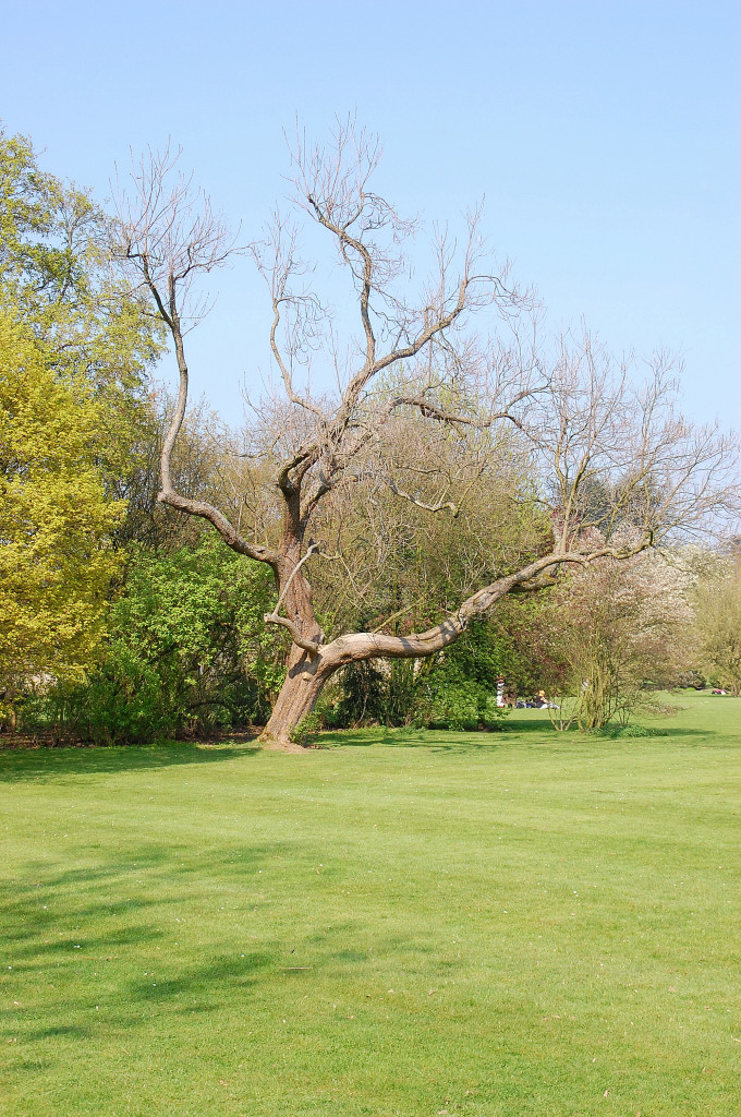 Ein kahler und vermutlich abgestorbener Baum, unweit des westlichen Eingangs in den Nordpark in Dsseldorf Stockum am Karfreitag den 6.4.2012 aufgenommen.......mal sehen wie das Osterwetter wird.....?