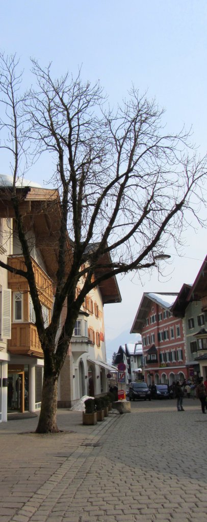 Ein Kastanienbaum in Kitzbhel am 4.3.2012.