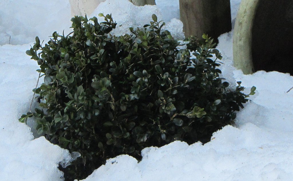 Ein kleiner Buchsstrauch ragt gerade noch aus dem Schnee heraus. Die Aufnahme entstand am 18.2.2012 bei Brixlegg.