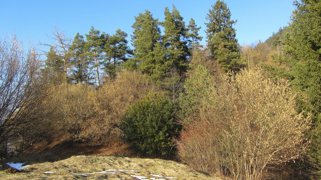 Ein kleiner Hgel bei Brixlegg, der dicht mit Haselstauden bewachsen ist.(28.2.2013)