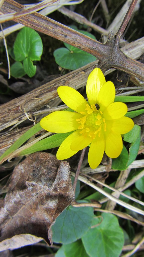 Ein kleines Buschwindrschen mit einem tierischen Gast am 17.3.2012.